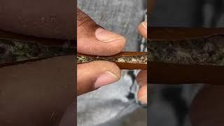 #brooklyn #podcast #420 #purplehaze rolling 8ths