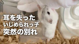 ペットショップで虐められ売れ残ったハムスターが亡くなりました