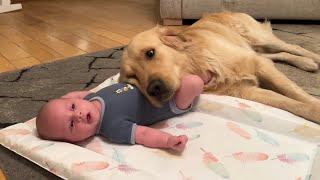 Golden Retriever Adopts Adorable Baby As His Own! (Cutest Ever!!)