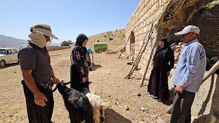 Heartfelt purchase from a nomadic family | Sheep | Journey into the depths of - nomadic life