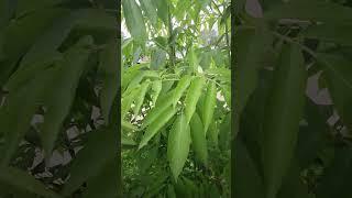 Crazy Growth in an Elderberry in ONLY 3 Months! #permaculture #homestead #gardening