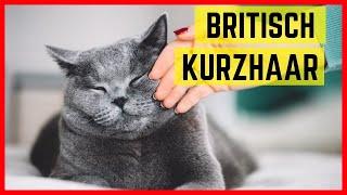 Britisch Kurzhaar Katze - Charakter & Besonderheiten der BKH