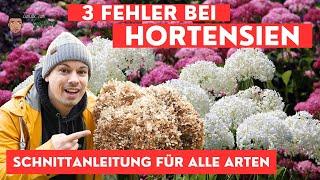 Bauern- Schneeball- und Rispen- Hortensien richtig schneiden - Schnittanleitung für alle Arten