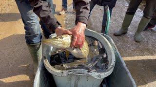 Fischbestand aus Langem Teich wird umgesetzt