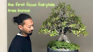 Ficus bonsai becomes a fairytale tree. the first fairytale tree bonsai