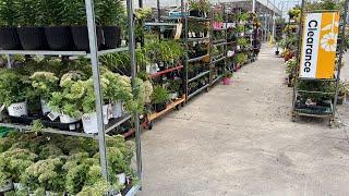 NEW FALL Shopping at Multiple LOWES for CLEARANCE Perennials and Shrubs