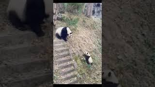 What were Aibao and Fubao thinking at that time? #panda #animals #pandapanda