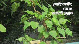 How to make a ficus religiosa bonsai from thick cuttings. কিভাবে মোটা কাটিং দিয়ে বনসাই বানাতে হয়।