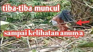 DETIK-DETIK KEMUNCULAN SUKU MANTE MENCARI MAKANAN DI HUTAN