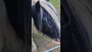 horse with blue eyes #citywalk #walking #horse #horselover #horseriding #horseracing