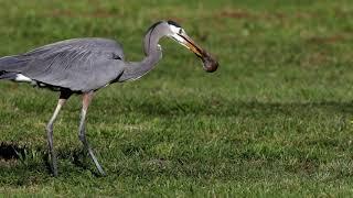 Great Blue Heron, the supreme gopher hunter