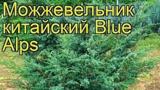 Можжевельник китайский Блю альпс. Краткий обзор, описание juniperus chinensis Blue Alps