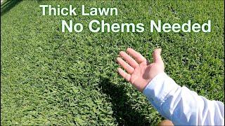 The Fastest Way to a HEALTHY LAWN :: Thick Green Lawn Fast