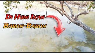 AKHIRNYA NEMU SPOT BARU..!! di Huni Ikan BABON-BABON #spotmancinggratis