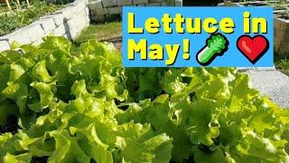 Update #4: DIY Upcycle Vegetable Garden for May 1, 2021