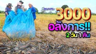 เหลือเชื่อ! หมาสระ 3,000 บาท ทุบสถิติของปี catch Fishes and cook thailand l เหมาสระปี67 l Ep.08