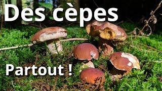 Encore des CÈPES PARTOUT ! (c'est incroyable!)