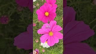 가을 코스모스가 반가우신 분 보세요ㅣ 추억의 가을 코스모스가 여름을 반기네요. #코스모스, #고성만화방초,