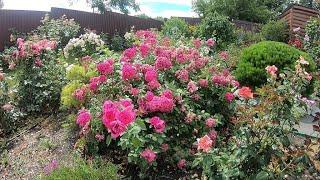 Pruning musk roses after the first flowering