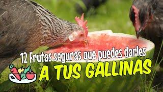 12  FRUTAS que puedes darles a tus GALLINAS 