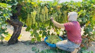 How US Farmers Harvested 5.9 Million Tons Of Grapes - US Farming