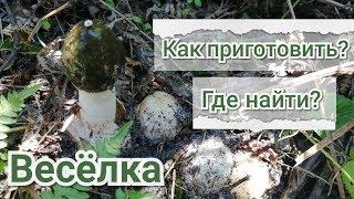 Весёлка. Где растёт, как делать настойку, как использовать весёлку? Veselka.Rhallus impudicus