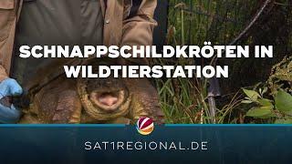 Ausgesetzte Schnappschildkröten von Wildtier- und Artenschutzzentrum aufgenommen