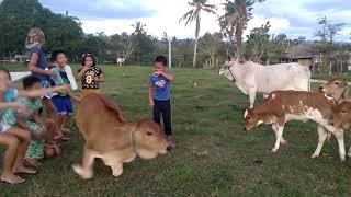 Farm Kids Playing with the Cows