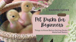 Raising Ducks for Beginners | What you Need to Know