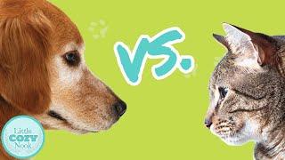 Dogs vs. Cats | Which is Better?