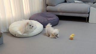 맹견 vs 병아리 그리고 보살 강아지