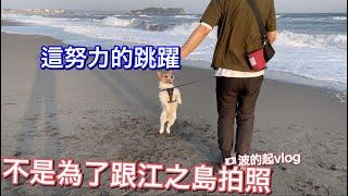 【波的起日本life#22】湘南海邊公園散步 | 跟老公帶狗狗意見不一樣的時候 | 傑克羅素日本生活vlog