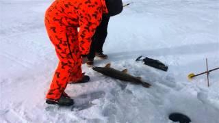 Check out a 40-inch northern pike pulled in at Higgins Lake