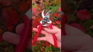 Felco 2, my favorite pruning shears #shorts