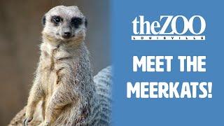 Meet the Louisville Zoo Meerkats