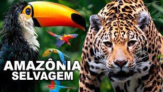 AMAZÔNIA SELVAGEM | DOCUMENTÁRIO | ANIMAIS SELVAGENS da AMAZÔNIA | FLORESTA AMAZÔNICA | RIO AMAZONAS