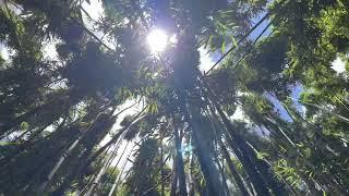 The Bamboo Forest Haleakala National Park | Pipiwai Trail | Road to Hana | Maui, Hawaii