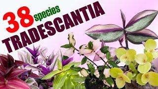 38 TRADESCANTIA SPECIES | HERB STORIES