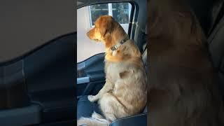 Dog looks betrayed when he realizes he's at the Vet.