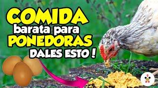 10 alternativas económicas para alimentar a tus gallinas 