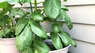 Staking Dahlia Cafe Au Lait