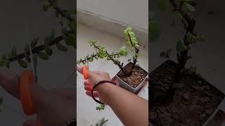 how to make small bonsai jade plant # bonsai jade plant # jade plant cutting # lucky plant cutting