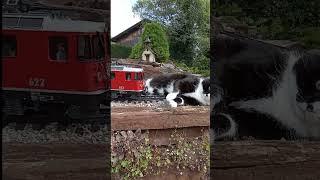 YOU SHALL NOT PASS ️ - Katze vs. Gartenbahn