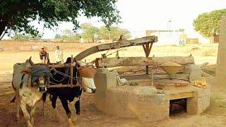 Old Technology for wheat flooring || Flour machine operated with Bulls || Bull powered khrass