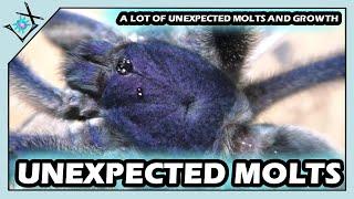 Back With Some UNEXPECTED Tarantula MOLTS!!!【Tarantula Molt Updates】