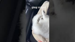 더해라! #강아지 #동물농장강아지 #강아지브이로그 #화이트포메분양 #강아지일상 #애견영상 #puppy #강아지숏츠 #pomeranian #강아지놀이 #웃긴강아지 #웃긴영상 #포메
