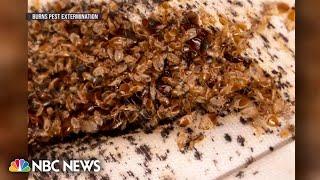 Bed bug infestation sweeps Paris with concerns the pests will spread beyond France