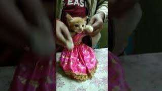 Thomkiya Thomkiya l Akiriti Kakkar l Shaan l Dance Songs l Yt#shorts