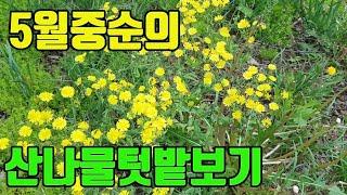 텃밭친구의 5월 중순경 산나물텃밭모습(반대방향, 시간없으신 시청자를 위해)