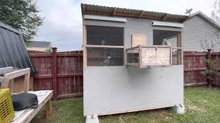 First Video of Zorro’s Racing Loft; Small Racing Pigeon Loft